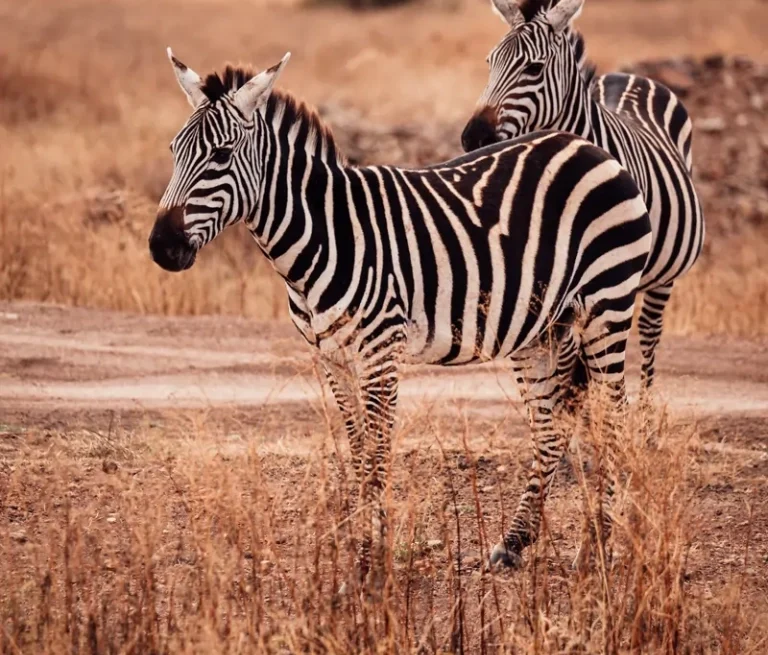 Vols Paris-Nairobi, safari au Kenya, safari en Tanzanie, vacances à Zanzibar, safari Serengeti, Maasai Mara, offres safari 2024, vacances africaines d'été.