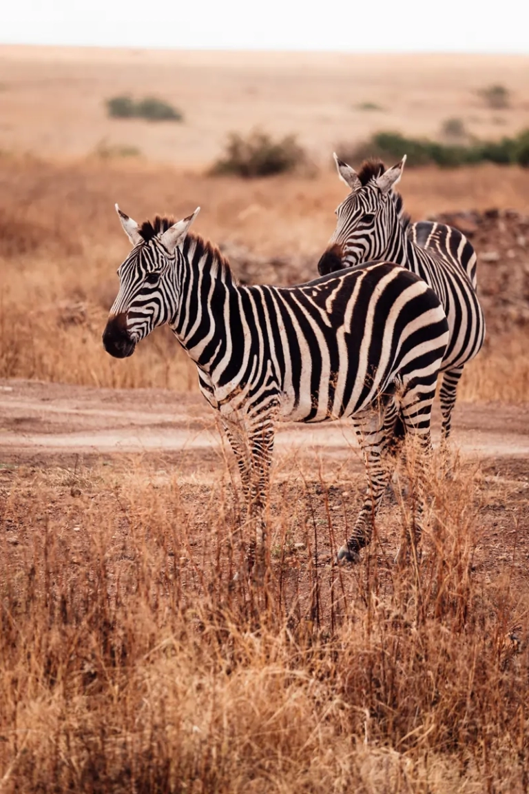 Vols Paris-Nairobi, safari au Kenya, safari en Tanzanie, vacances à Zanzibar, safari Serengeti, Maasai Mara, offres safari 2024, vacances africaines d'été.