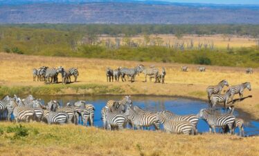 Safari combiné de 12 jours au Kenya et en Tanzanie - 11 nuits