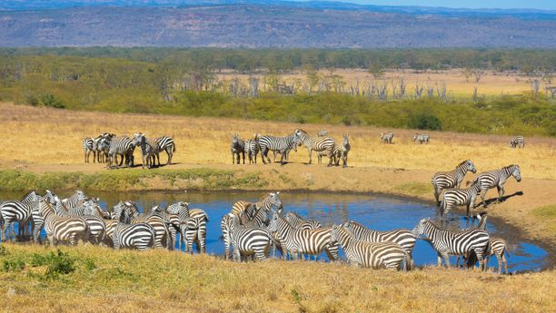 Safari combiné de 12 jours au Kenya et en Tanzanie - 11 nuits