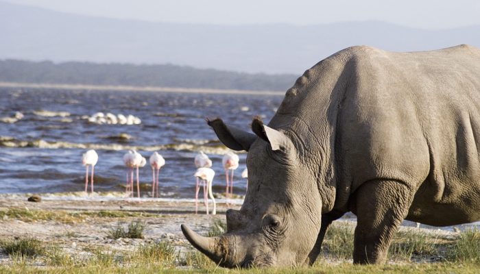 Safari lac Nakuru, itinéraire safari Kenya, faune du lac Nakuru, destinations safari au Kenya, flamants roses lac Nakuru