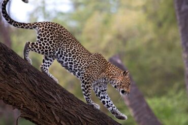 Découvrez comment trouver les meilleurs prix pour un safari en Afrique. Explorez des destinations incroyables, choisissez des safaris adaptés à votre budget et profitez d’activités inoubliables.
