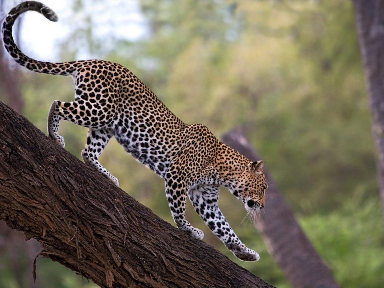 Découvrez comment trouver les meilleurs prix pour un safari en Afrique. Explorez des destinations incroyables, choisissez des safaris adaptés à votre budget et profitez d’activités inoubliables.