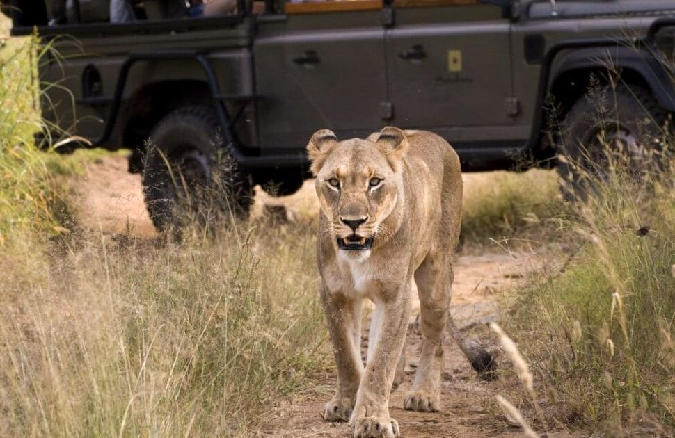 Découvrez 12 choses inoubliables à faire au Kenya en dehors des safaris ! Du snorkeling à Watamu aux balades en montgolfière dans la Maasai Mara, vivez l'esprit sauvage et le charme côtier du Kenya avec Tour Afrique Orientale.