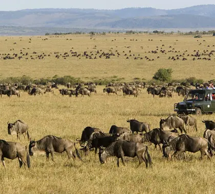 Découvrez à quoi ressemble une journée typique en safari au Kenya. Des sorties matinales aux safaris de nuit, vivez la meilleure faune que le Kenya a à offrir avec Tour Afrique Orientale.