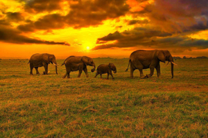 Tsavo Est vs Tsavo Ouest : Quel parc national du Kenya choisir pour votre prochain safari ?