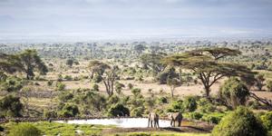 Safari de 10 Jours à Tsavo Est, Tsavo Ouest, Amboseli, Lac Nakuru, Lac Naivasha et Masai Mara