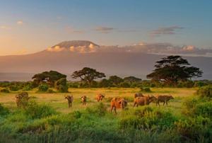 Explorer les Meilleures Destinations de Safari au Kenya et en Tanzanie avec Tour Afrique Orientale 2025