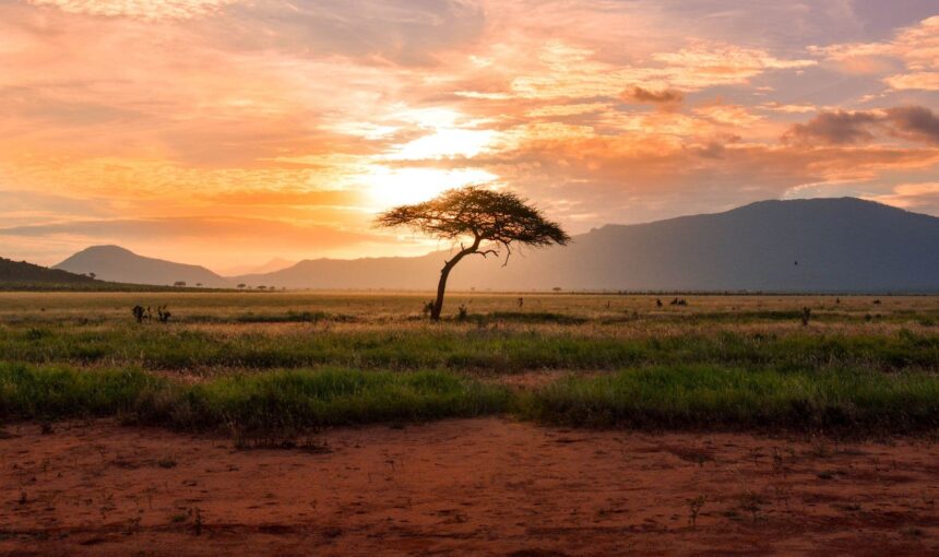 Découvrez les Meilleurs Parcs Nationaux et Réserves à Visiter au Kenya