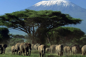 Découvrez les éléphants du Parc National d'Amboseli lors d'une aventure safari passionnante avec Tour Afrique Orientale. Explorez les activités, les forfaits safari et les destinations proches pour une expérience safari inoubliable au Kenya.