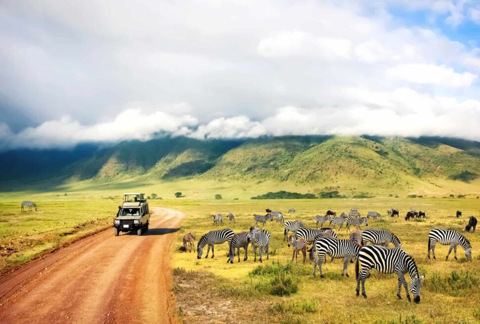 Découvrez pourquoi la Tanzanie et le Kenya sont les meilleures destinations pour un safari en Afrique. Partez à l’aventure avec Tour Afrique Orientale et explorez les plus beaux parcs nationaux.