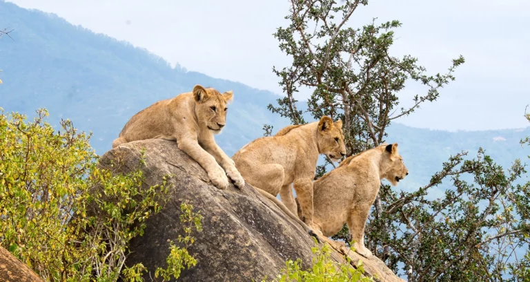 coût safari Kenya, voyage safari budget Kenya