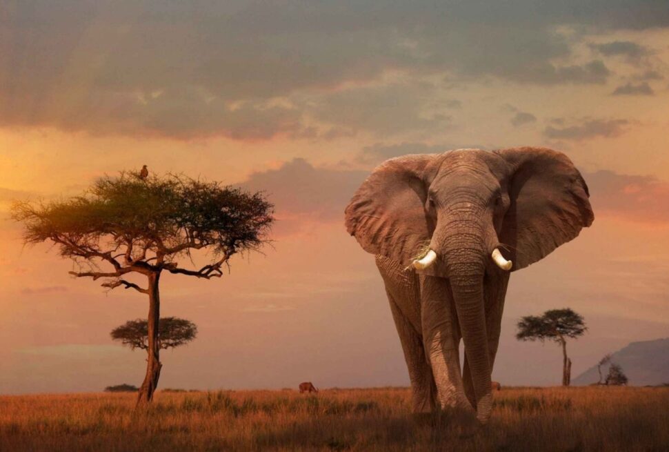 Explorez les paysages incroyables du Kenya avec Tour Afrique Orientale. Découvrez nos safaris et plages magnifiques, de Tsavo à Diani Beach, et profitez d'activités inoubliables.