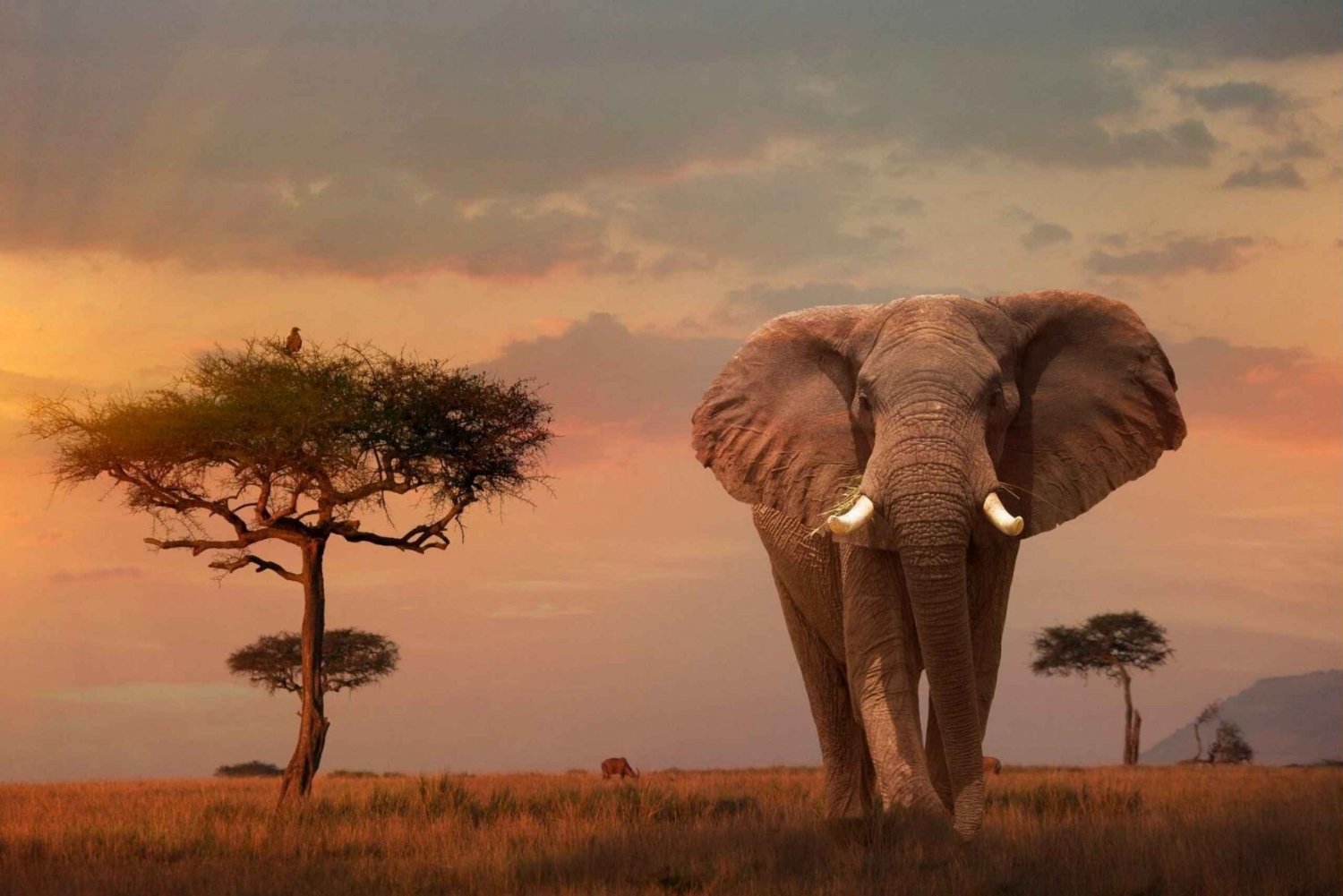 Explorez les paysages incroyables du Kenya avec Tour Afrique Orientale. Découvrez nos safaris et plages magnifiques, de Tsavo à Diani Beach, et profitez d'activités inoubliables.