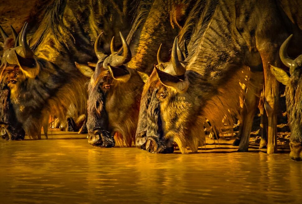 : Le parc national du Serengeti est la destination safari ultime en Tanzanie. Découvrez la Grande Migration, les safaris et plus encore avec les forfaits safari de Tour Afrique Orientale. Réservez votre aventure maintenant !
