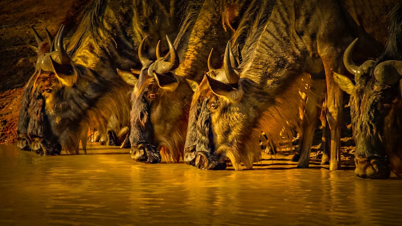 : Le parc national du Serengeti est la destination safari ultime en Tanzanie. Découvrez la Grande Migration, les safaris et plus encore avec les forfaits safari de Tour Afrique Orientale. Réservez votre aventure maintenant !