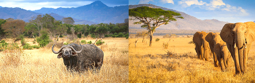 Nos Circuits Safari les Plus Réservés au Kenya : Tarifs et Itinéraires 2025