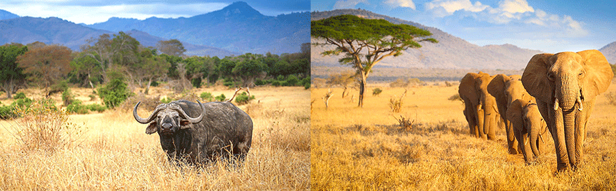 Découvrez les circuits safari les plus réservés au Kenya avec Tour Afrique Orientale : itinéraires complets, prix, activités et destinations incontournables.