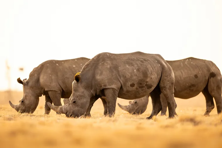 Rhinocéros en Afrique, Meilleurs endroits pour voir des rhinocéros, Kenya, Tanzanie, Maasai Mara, Serengeti, Tsavo, Cratère du Ngorongoro, Lac Nakuru, Safari Rhinocéros