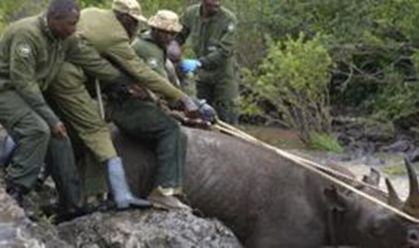 Le KWS Commence à Relocaliser 21 Rhinocéros Noirs en Danger Critique vers un Nouveau Sanctuaire