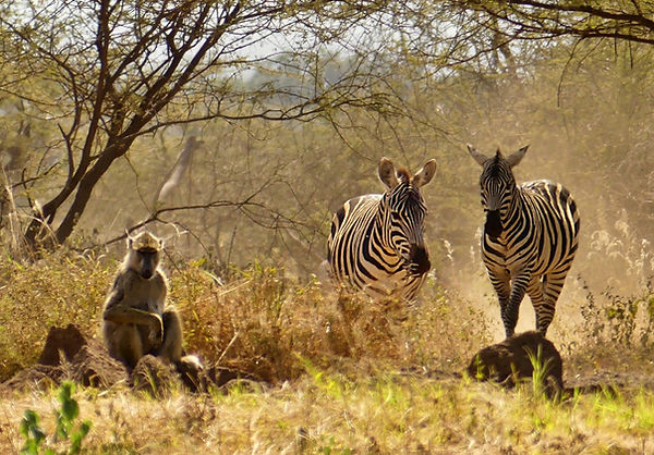 Budget ou luxe ? Quel hébergement est fait pour vous lors d’un safari