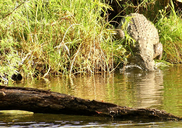 Les safaris économiques en valent-ils la peine ?