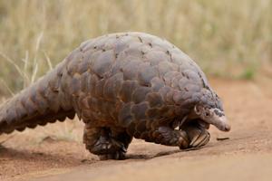 Quel est l’animal le plus rare à observer en safari ?