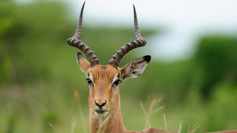 Itinéraire parfait de 11 jours de safari au Kenya et en Tanzanie 2025