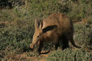 Qu’est-ce que le safari des 5 rares ? Découvrez les animaux les plus insaisissables d’Afrique