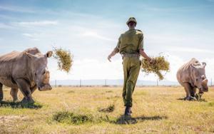 Les interdits lors d’un safari africain en 2025 : 14 règles à respecter absolument
