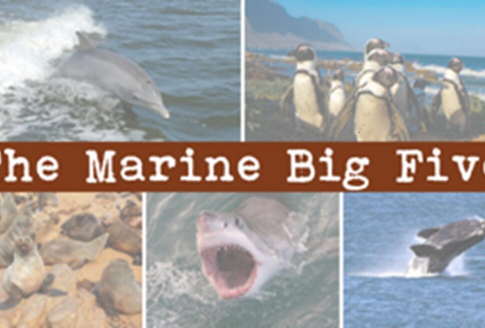 Découvrez les Marine Big 5 du Kenya : Une Aventure Océanique Inoubliable