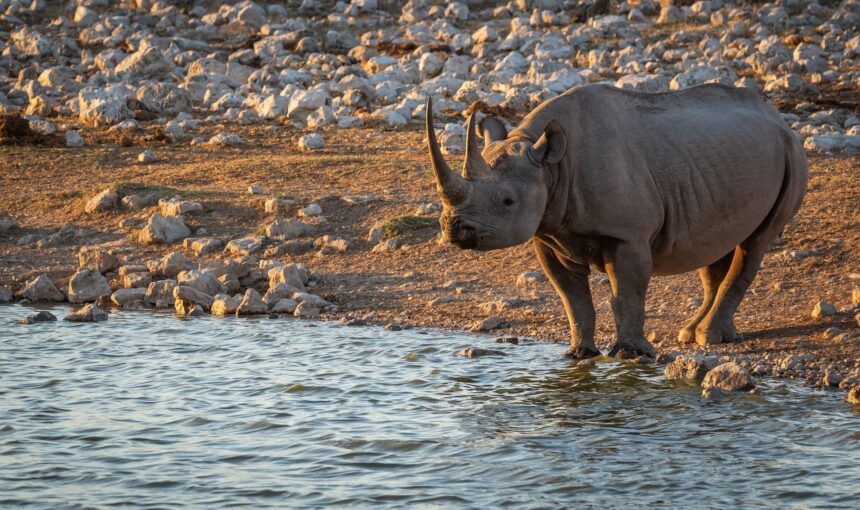 Comment réserver un safari et pourquoi choisir Tour Afrique Orientale