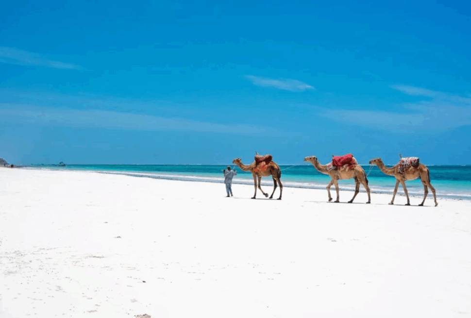 Les 4 meilleures vacances safari et plage au Kenya à ne pas manquer !
