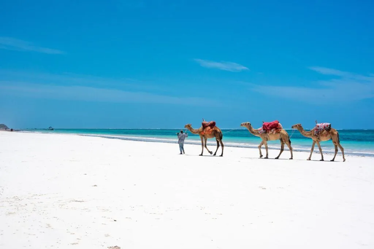 Les 4 meilleures vacances safari et plage au Kenya à ne pas manquer !