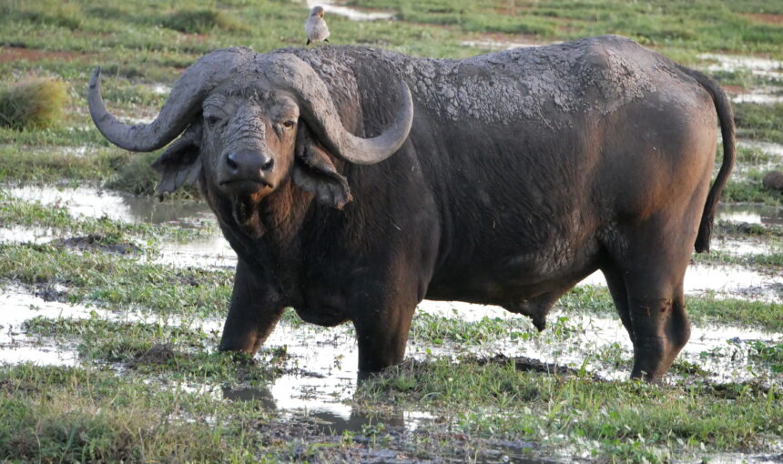 Rencontrez les Big Five : Où les voir au Kenya 2025