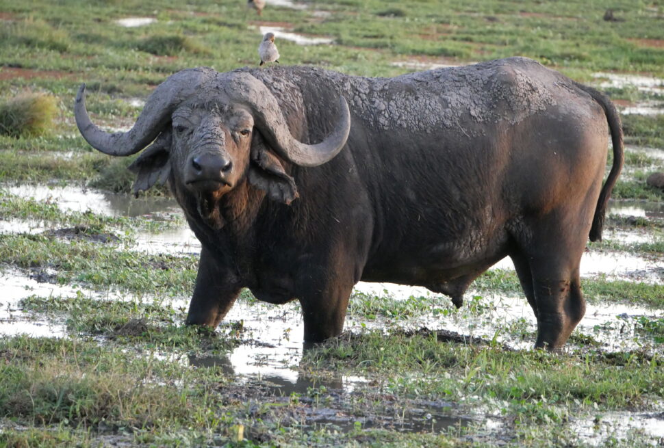 Rencontrez les Big Five : Où les voir au Kenya 2025