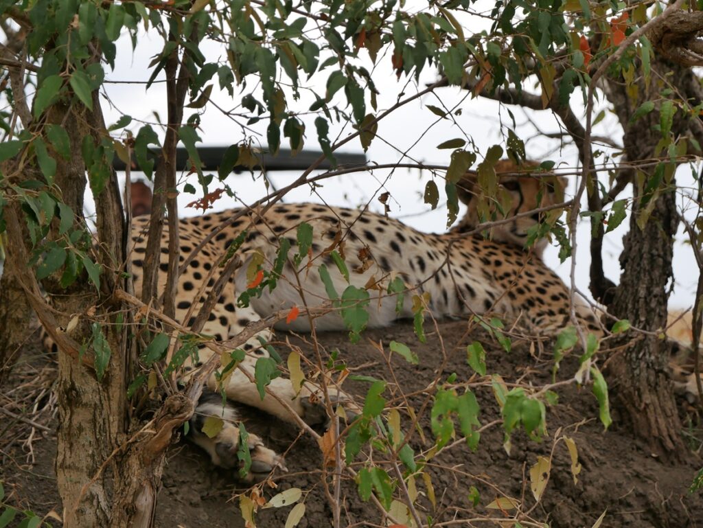 Planifier un safari au Kenya peut sembler coûteux, mais cela ne doit pas nécessairement vous ruiner. Avec un itinéraire intelligent et un peu de connaissance locale, vous pouvez vivre une aventure magique en Afrique de l'Est remplie de faune, de culture et de paysages à couper le souffle — tout cela à un prix raisonnable.