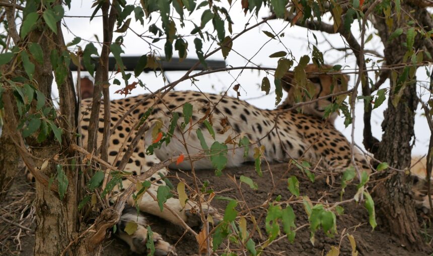 Itinéraire Safari Abordable au Kenya : Grandes Aventures à Petit Prix