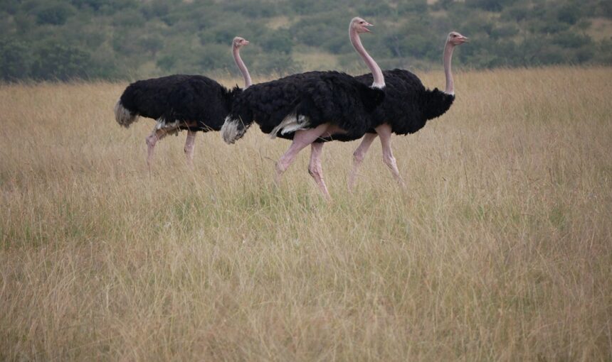 Top 10 Conseils pour Planifier un Voyage de Groupe au Kenya : Une Aventure Fluide Vous Attend