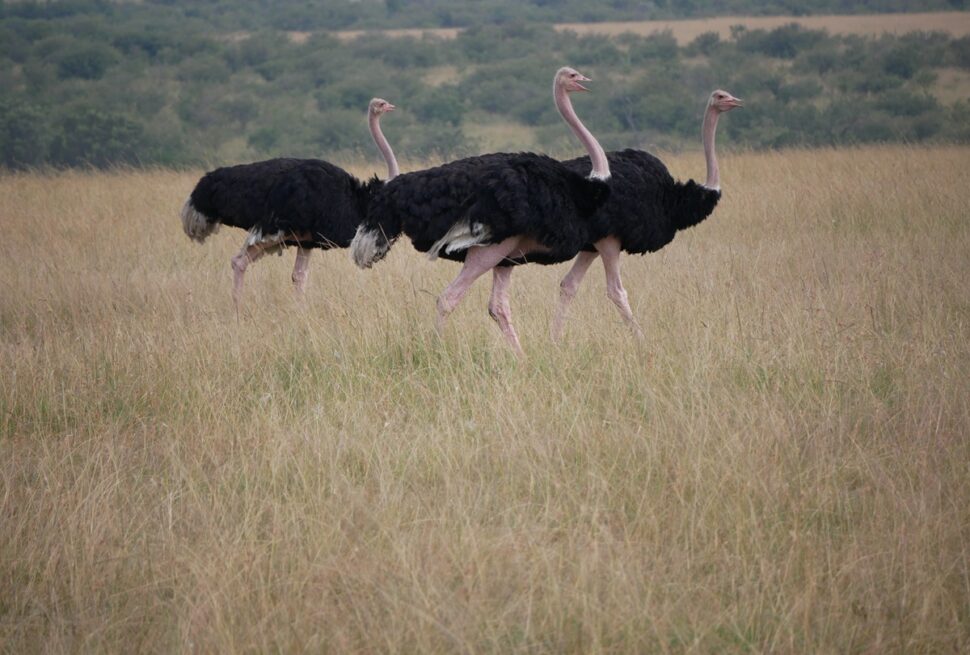 Top 10 Conseils pour Planifier un Voyage de Groupe au Kenya : Une Aventure Fluide Vous Attend