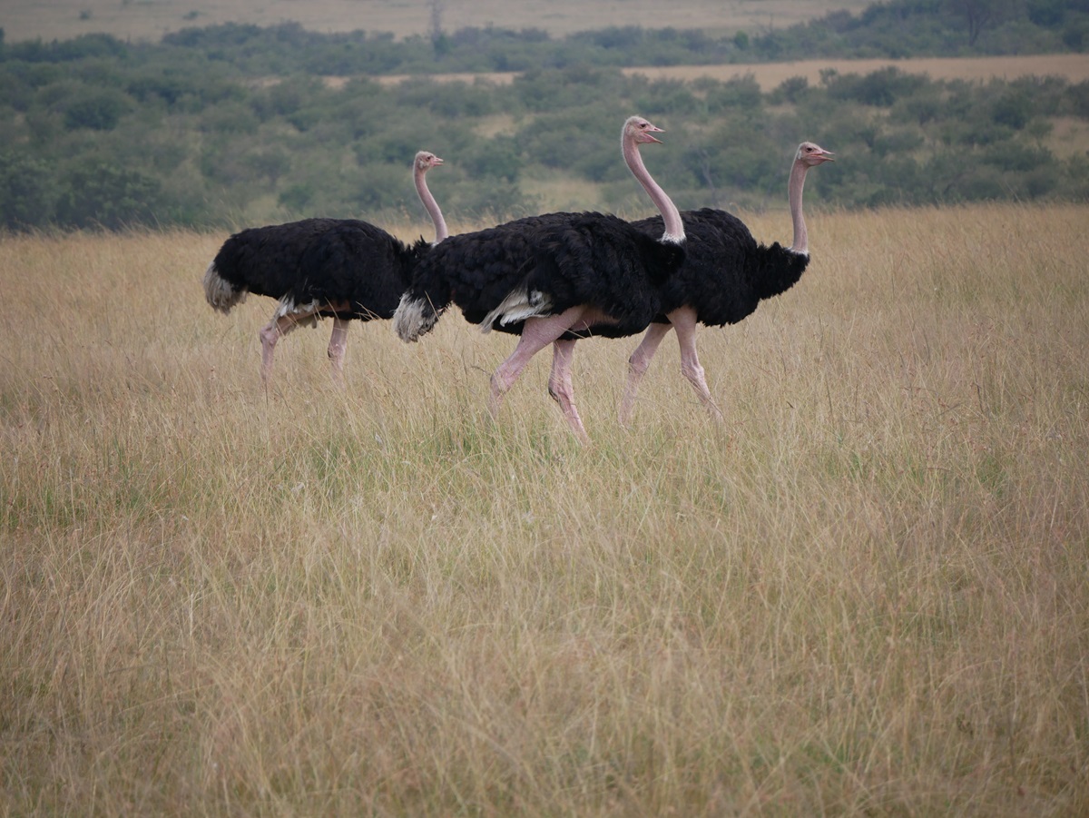 Top 10 Conseils pour Planifier un Voyage de Groupe au Kenya : Une Aventure Fluide Vous Attend