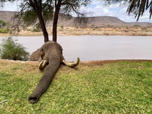 Pourquoi le Kenya est le meilleur pays pour un safari en 2025