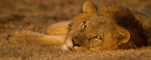 Pourquoi faire un safari en Afrique ?