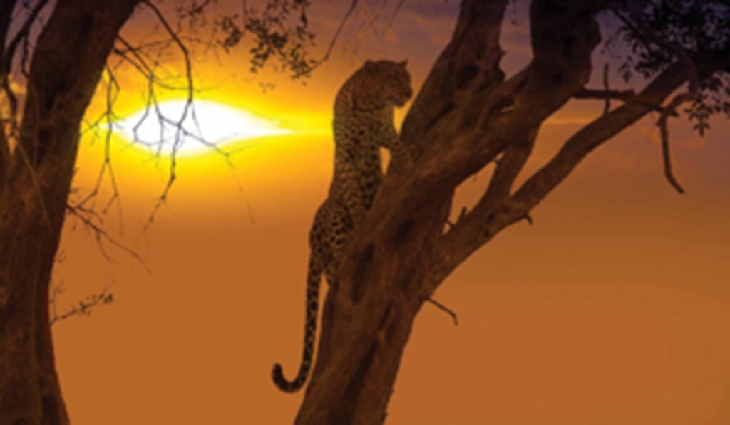 Going on a Kenya safari and beach holiday is a once-in-a-lifetime experience. This East African gem offers a stunning mix of wildlife safaris and sun-kissed beaches, giving you the best of both worlds. Whether you’re a first-time traveler or a seasoned explorer, here are the 10 must-do activities to include in your itinera