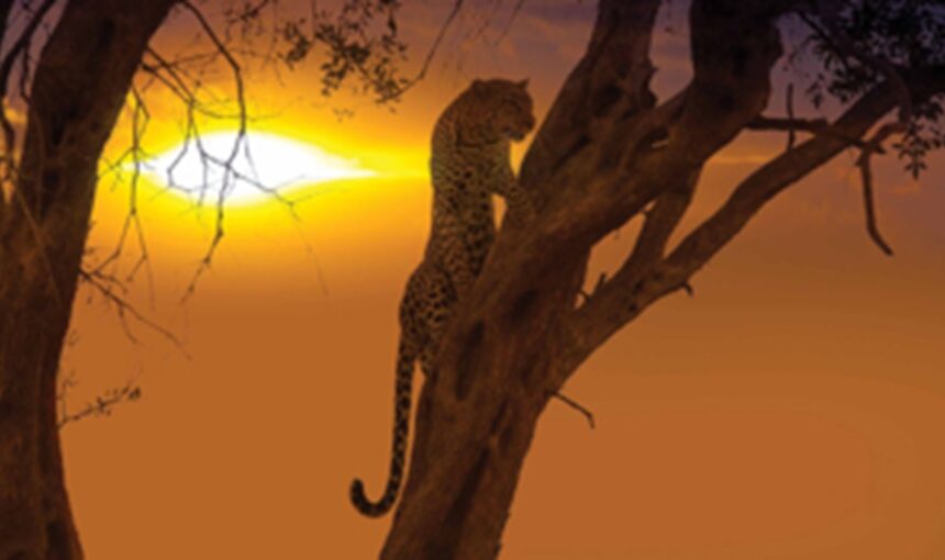 10 Activités Incontournables lors d’un Safari et Séjour Plage au Kenya en 2025