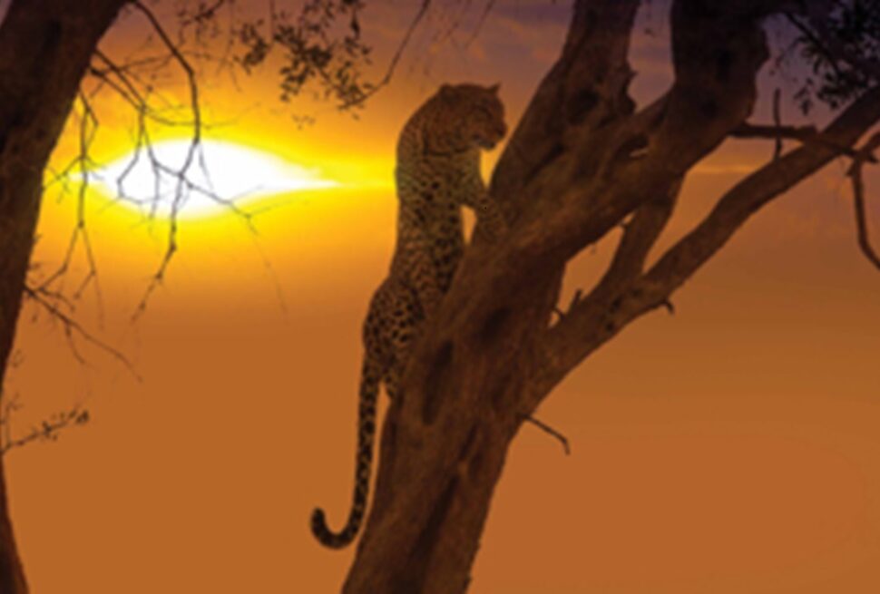 Going on a Kenya safari and beach holiday is a once-in-a-lifetime experience. This East African gem offers a stunning mix of wildlife safaris and sun-kissed beaches, giving you the best of both worlds. Whether you’re a first-time traveler or a seasoned explorer, here are the 10 must-do activities to include in your itinera