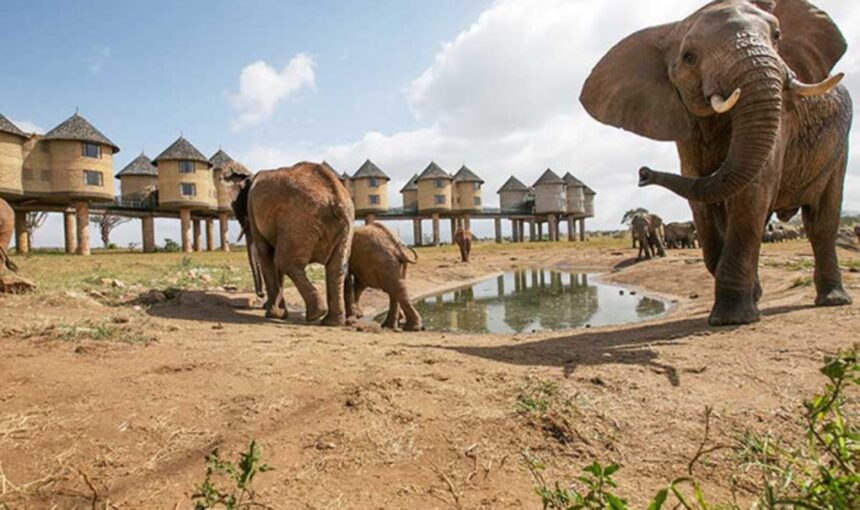 8 Animaux Incontournables à Voir lors d’un Safari au Kenya avant de Profiter de la Plage