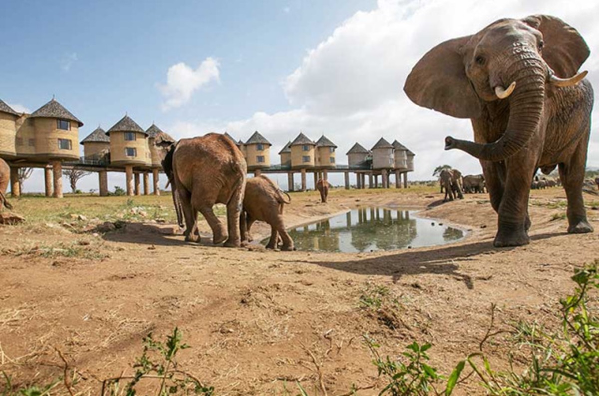 8 Animaux Incontournables à Voir lors d’un Safari au Kenya avant de Profiter de la Plage