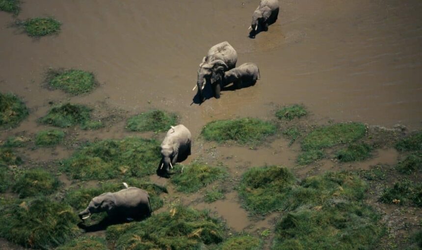 Top des Destinations Safari et Plage à Explorer au Kenya 2025