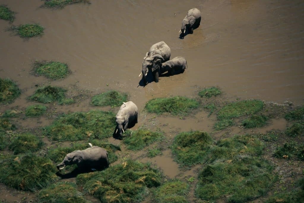 Découvrez les meilleures destinations safari et plage au Kenya pour vivre des aventures inoubliables et des escapades relaxantes.